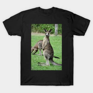 Australie - Newcastle, Kangourou T-Shirt